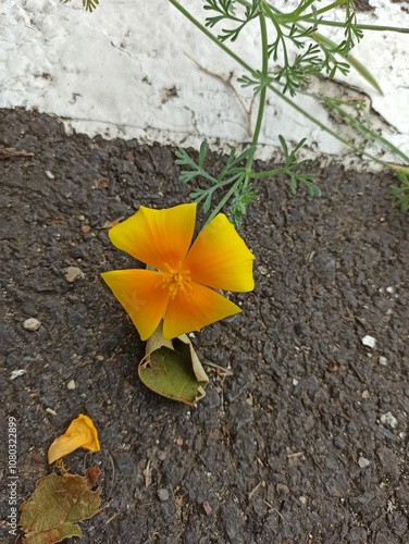 California poppy, Pavot de Californie, Pavot d'Amérique - Eschscholzia californica - Papaveraceae, Papaveracées photo