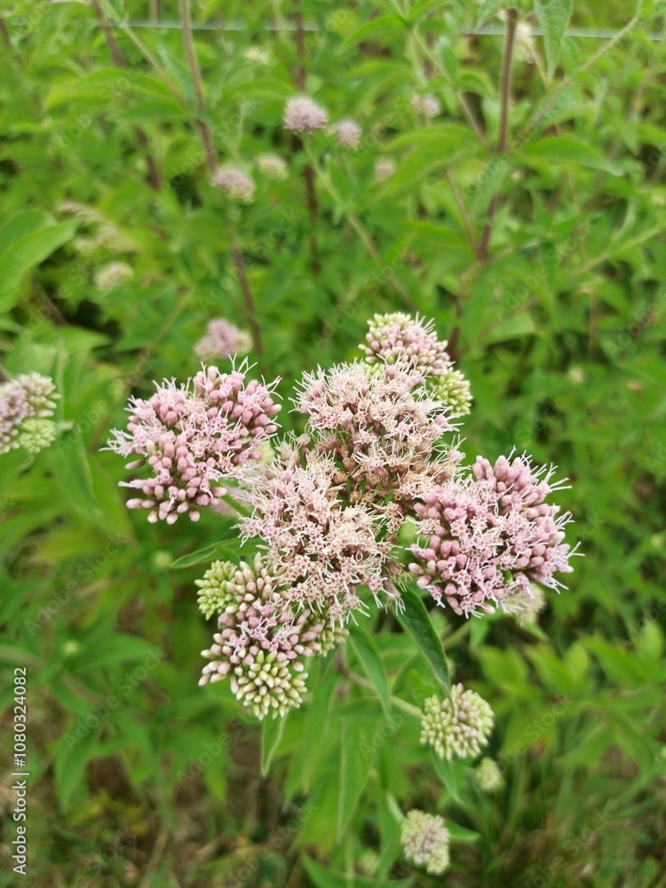 Hemp agrimony, Holy rope, Eupatoire à feuilles de chanvre, Chanvre d'eau, Eupatoire chanvrine - Eupatorium cannabinum - Asteraceae, Astéracées Hemp agrimony, Holy rope, Eupatoire à feuilles de chanvre, Chanvre d'eau, Eupatoire chanvrine - Eupatorium cannabinum - Asteraceae, Astéracées