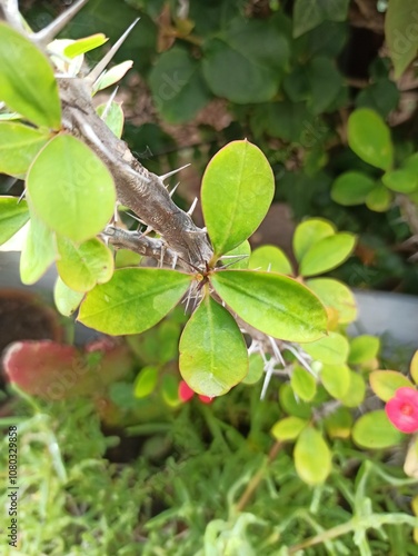 Crown of thorns, couronne du Christ, épine du Christ - Euphorbia milii - Euphorbiacées, Euphorbiaceae