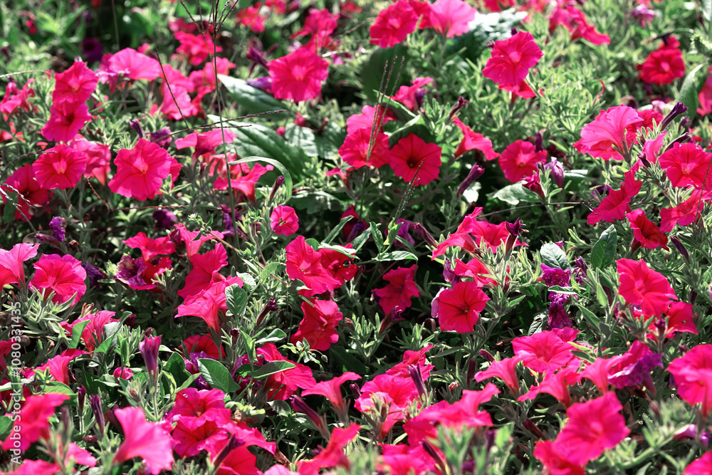 Fototapeta premium A vibrant packed flower bed of bright pink petunias in full bloom. The flowers are surrounded by lush green foliage, creating a striking contrast with the vivid pink petals