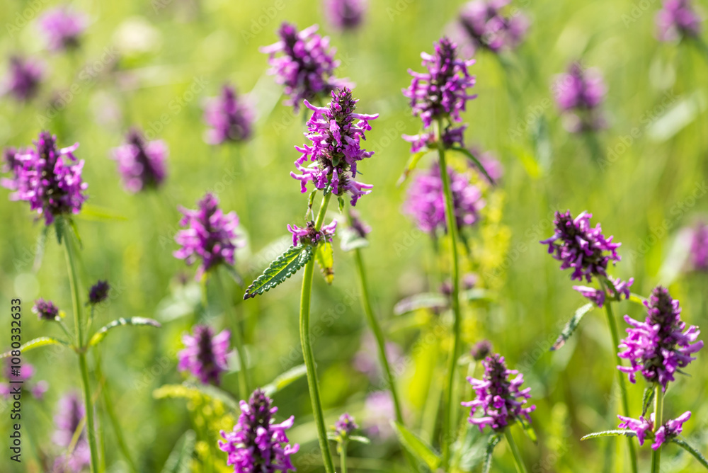 Betonica officinalis plants on meadow Betonica officinalis plants on meadow