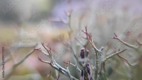 dynamic close-up of mosses, lichens and small plants in slow motion photo