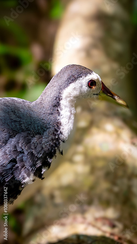 Bird searching food (White-breasted waterhen) photo