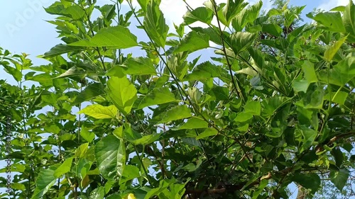 close up of mulberry plant leaves with bright blue sky background (morus). background copy space mulberry