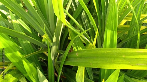 close up of pandan plant leaves (Pandanus amaryllifolius). background copy space pandan