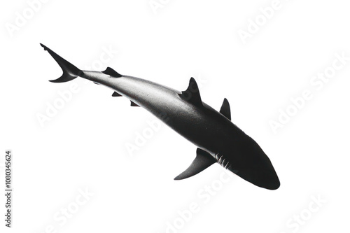 shark isolated on white
