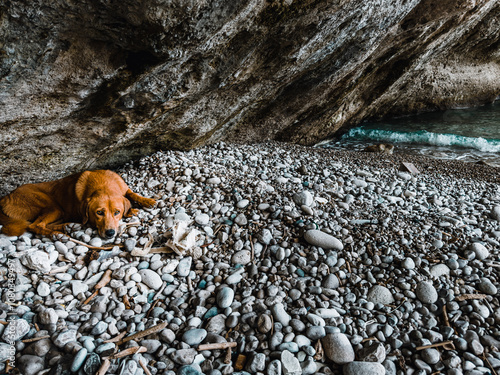 Fototapeta Naklejka Na Ścianę i Meble -  Golden Retriever Enjoying a Summer Adventure at the Baltic Beach. Golden retriever sitting on the sand beach of the Baltic Sea. Concept for the summer adventures of pure breed dog at the seaside