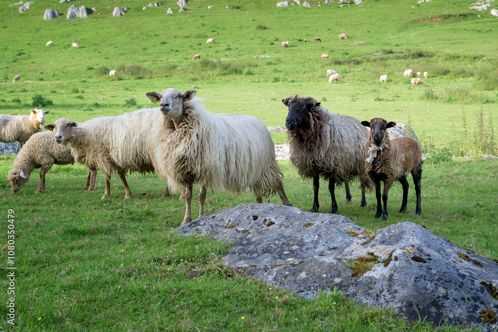 Flock of sheep grazing in a green meadow in Bolunzulo, Bizkaia Flock of sheep grazing in a green meadow in Bolunzulo, Bizkaia