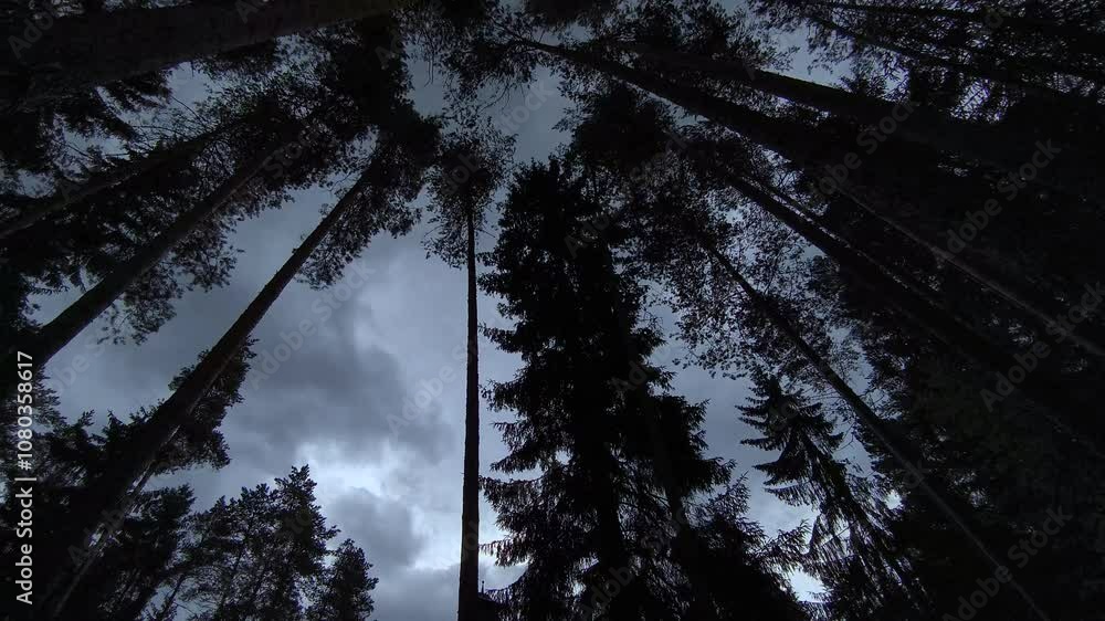 tall pines sway in the forest during bad weather against the background of gray clouds tall pines sway in the forest during bad weather against the background of gray clouds