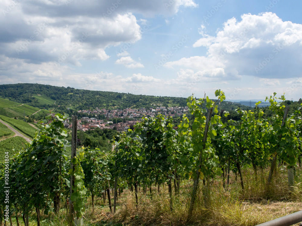 Obraz premium Vineyards in the village of Rotenberg, a district of Stuttgart, Germany