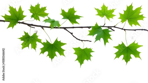 Green Maple Tree Branch with Leaves Isolated on White Background