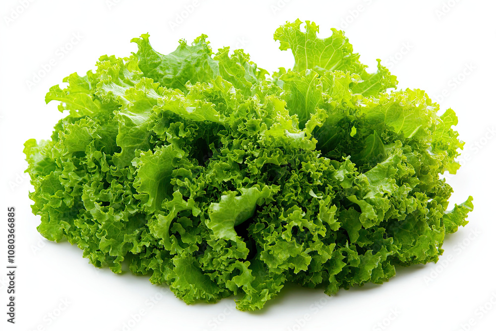 Bright romaine lettuce isolated on white background Bright romaine lettuce isolated on white background