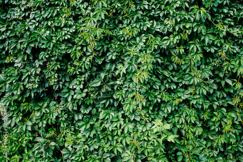 Green leaf texture. Leaf texture background. Shape and pattern of freshness green leaves for the natural background and wallpaper
