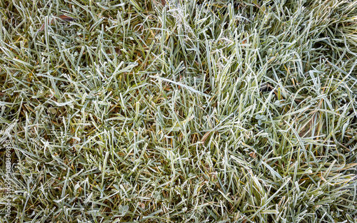 Grass frozen with frost after the first autumn frost in the morning