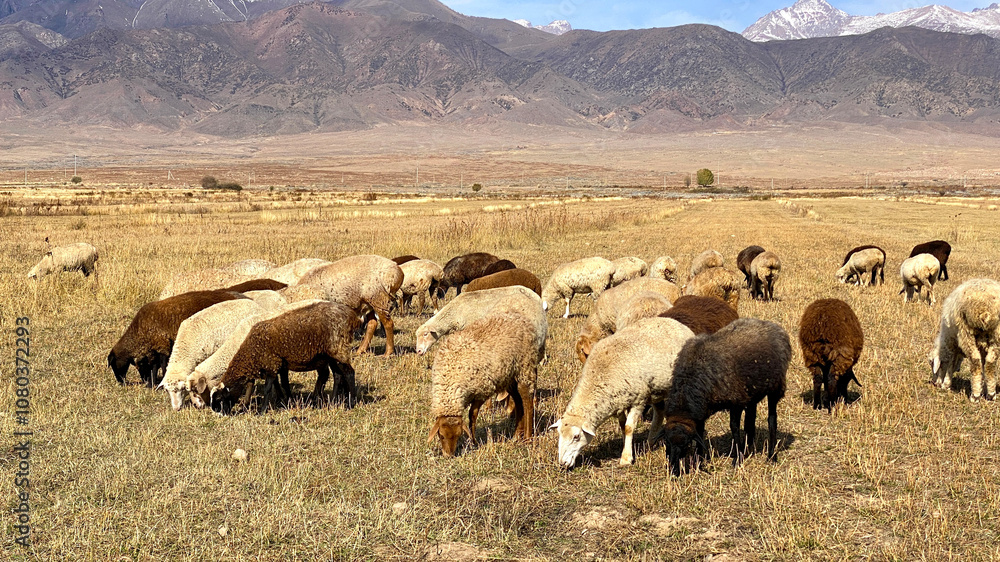 Fototapeta premium Animal husbandry in Kyrgyzstan. Fluffy woolly sheep eat grass in a meadow on a sunny summer day in the mountains. Agricultural industry. Mutton for sale. Grazing of livestock