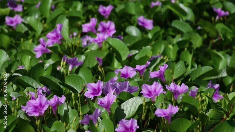 A Tapestry of Purple, Nature's Delicate Beauty in Bloom A Tapestry of Purple, Nature's Delicate Beauty in Bloom