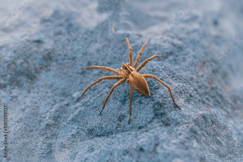 small spider hunting in nature photo