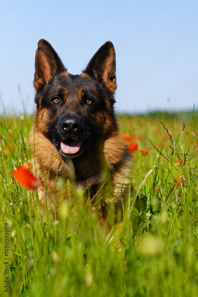 German Shepard in field poppies German Shepard in field poppies