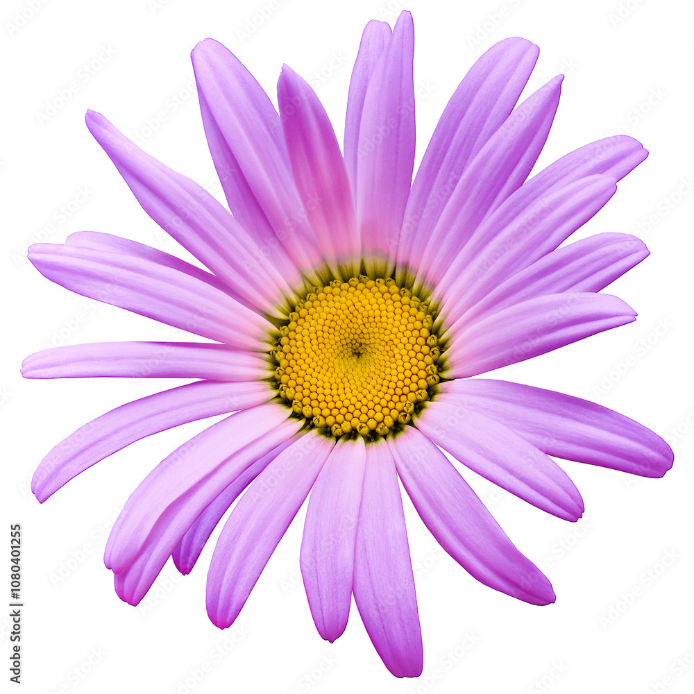 Chamomile white flower isolated on white background. Close-up. For design. Nature. Chamomile white flower isolated on white background. Close-up. For design. Nature.