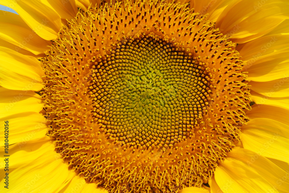 Field of beautiful yellow sunflowers Field of beautiful yellow sunflowers