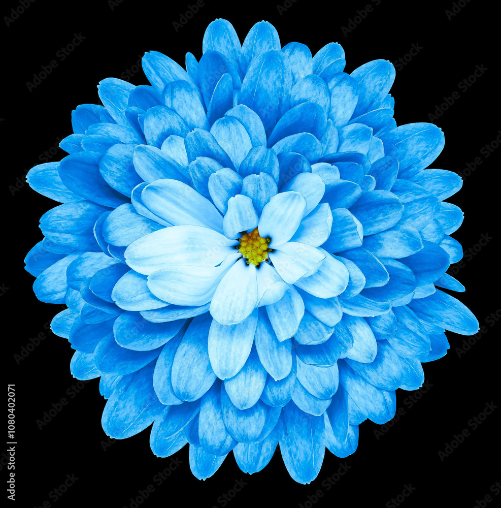 Obraz premium Blue chrysanthemum flower on black isolated background with clipping path. Closeup.