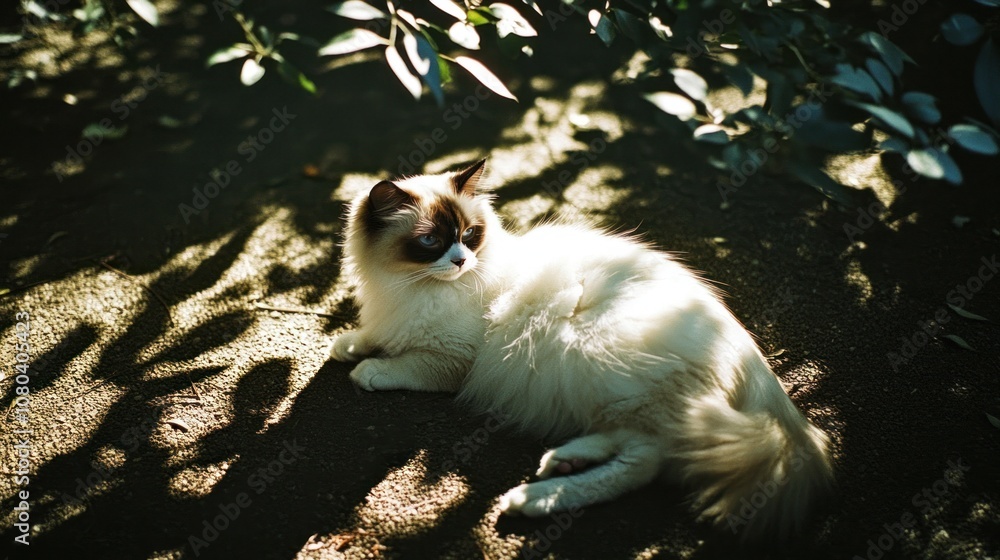 Obraz premium Cute cat enjoying sun and hot weather