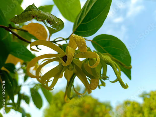 Ylang-Ylang flower (ilang ilang), Cananga odorata, yellow petals as long, flat lines that are bent, far fragrant, with water drop of dew and morning sky background. In ornamental garden Thailand. photo