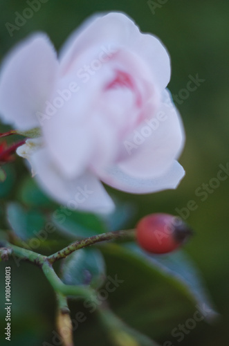 A tender white-pink rose on a green background