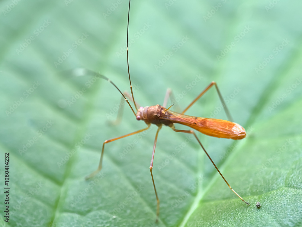 Close up of Spined Stilt Bug (Berytidae) Close up of Spined Stilt Bug (Berytidae)