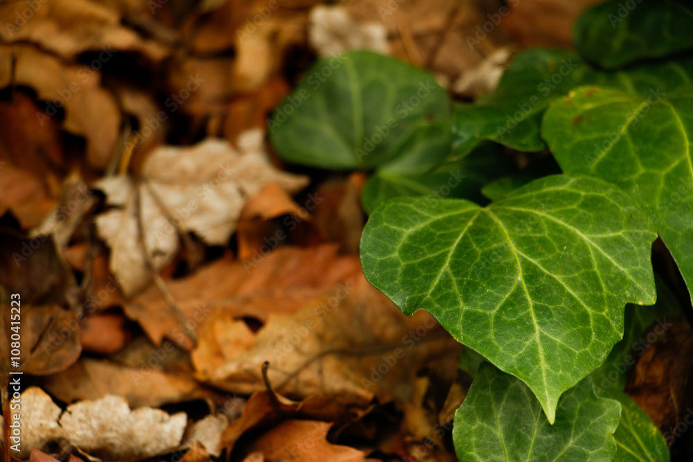Common Ivy (Hedera helix), plant, Close-up of common ivy, Common ivy on an autumn background, Dried leaves, Autumn Common Ivy (Hedera helix), plant, Close-up of common ivy, Common ivy on an autumn background, Dried leaves, Autumn