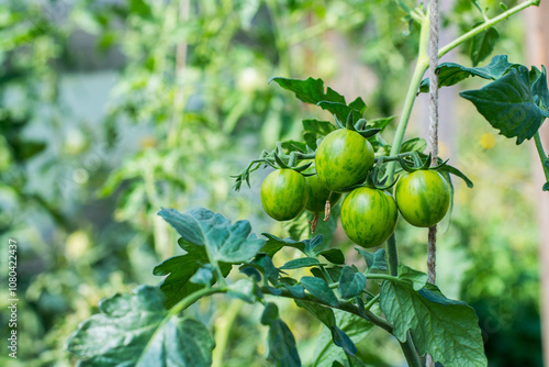 Close-up of green tomatoes growing on a vine in a lush garden setting.