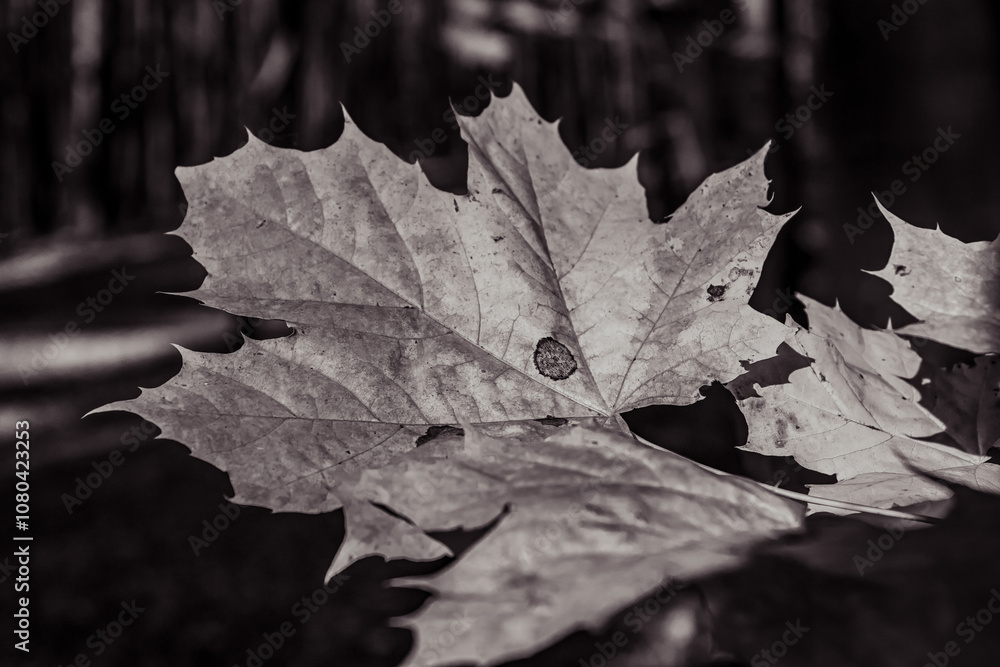 Macro - Forest - Europe, Romania, Suceava region Macro - Forest - Europe, Romania, Suceava region