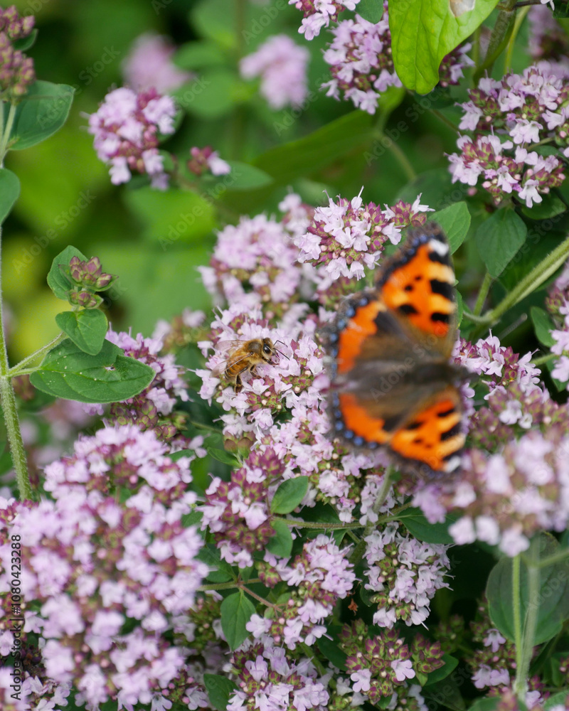 A bee and a butterfly sitting on a blooming oregano plant. A bee and a butterfly sitting on a blooming oregano plant.