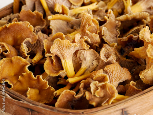 Freshly foraged Yellowfoot mushrooms  photo