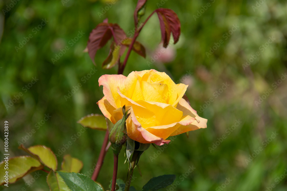 Beautiful yellow rose on a blurred background of green leaves in a summer garden. Side view. Beautiful yellow rose on a blurred background of green leaves in a summer garden. Side view.