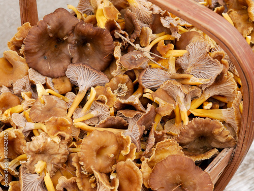 Winter chanterelles (Craterellus tubaeformis) photo