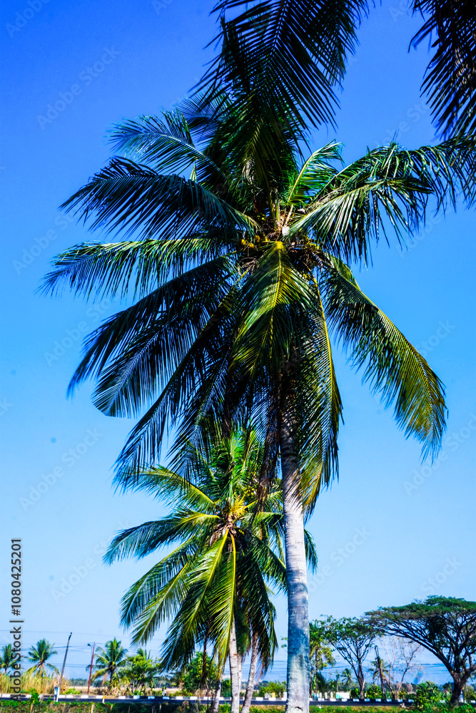 Fototapeta premium View of coconut trees rising high on the embankment