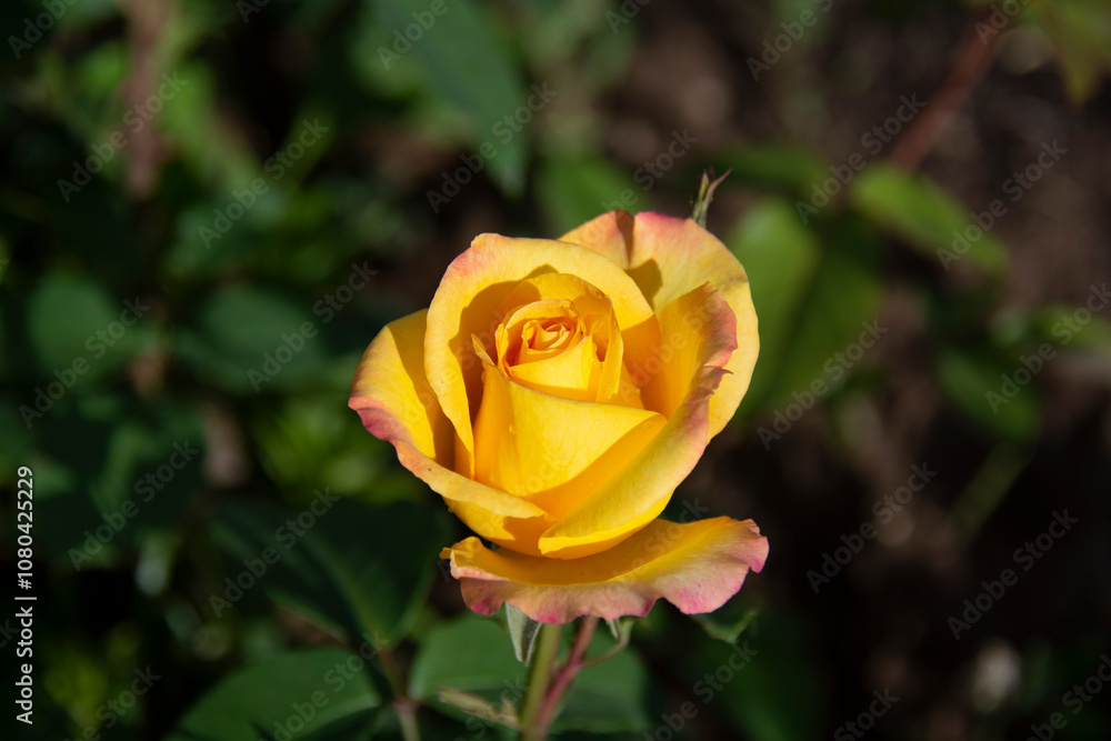 Beautiful yellow rose on a blurred green background in the garden in summer Beautiful yellow rose on a blurred green background in the garden in summer