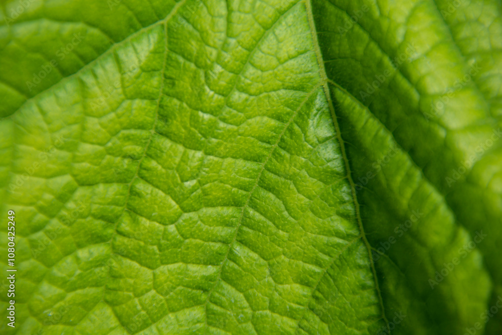 Green cucumber leaf close up Green cucumber leaf close up