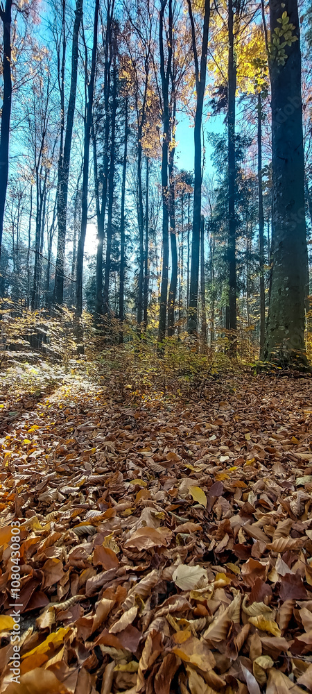 Landscapes - Forest - Europe, Romania, Suceava region Landscapes - Forest - Europe, Romania, Suceava region