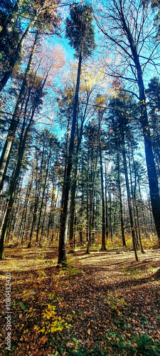 Landscapes - Forest - Europe, Romania, Suceava region