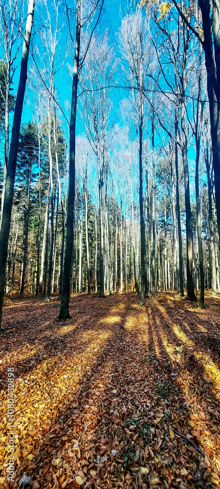 Fototapeta premium Landscapes - Forest - Europe, Romania, Suceava region
