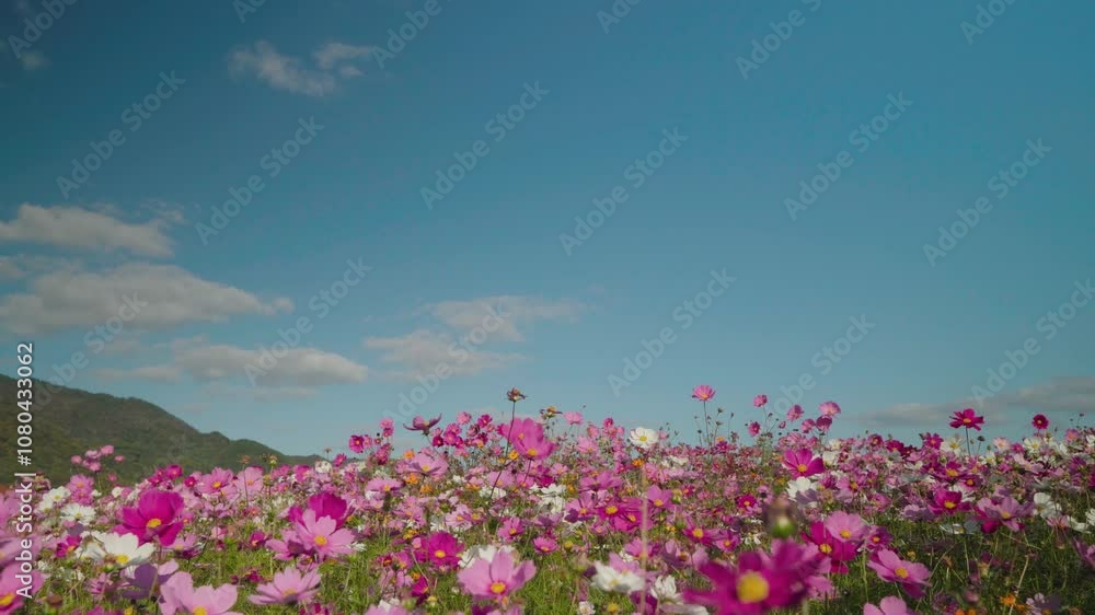 満開のコスモス畑