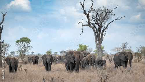 Photography A vast herd of African elephants traverses the parched savanna in a structured procession, led by the matriarch