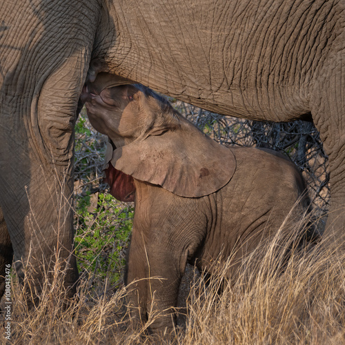Bild auf Leinwand Close up, side view of a small African elephant calf suckling from its mother