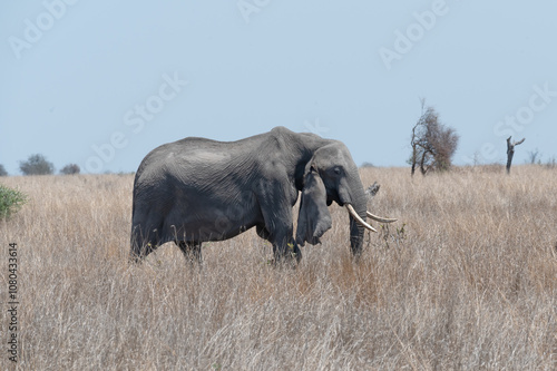 Lone African elephant female with a collapsed ear cartilage causing her ear to droop dramatically.  photo