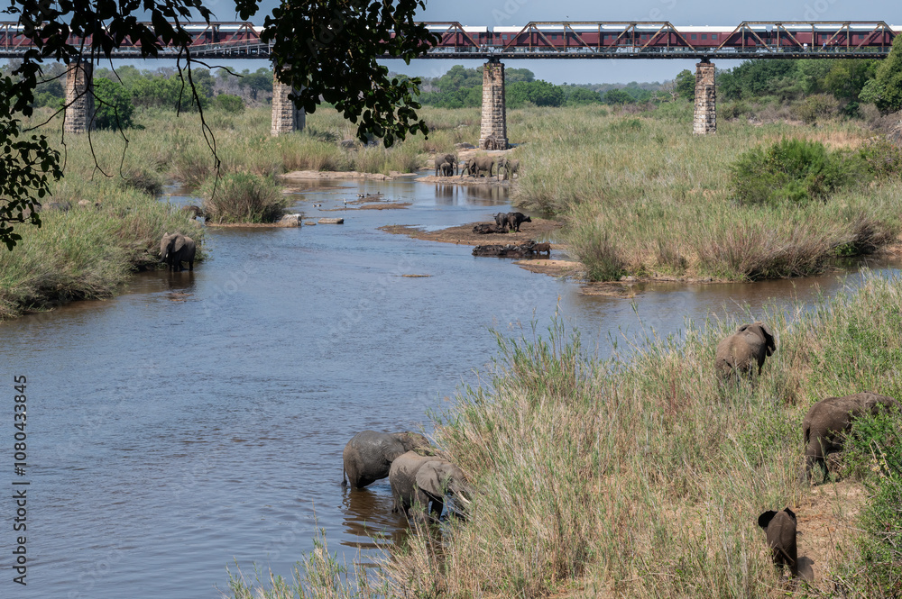 Panoramic river scene of a small herd of African buffalo and elephants in the river with a train on a rail bridge in the background 