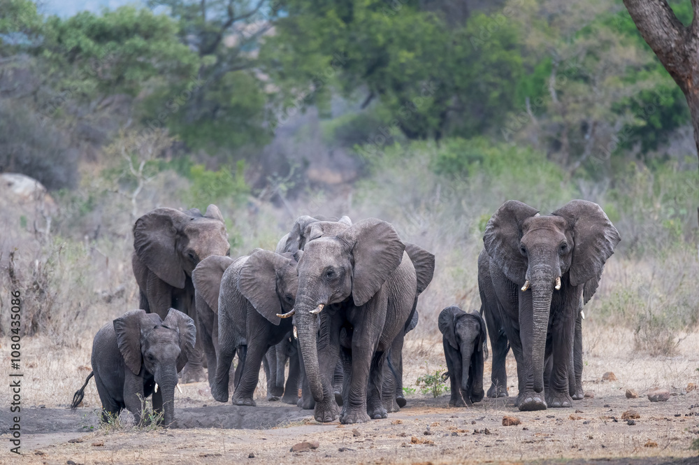Fototapeta premium A small breeding herd of African elephants emerging from the tree line as they march towards a nearby waterhole