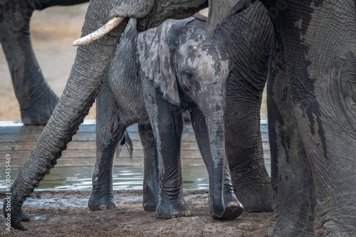 Cuadro en lienzo African elephant calf maneuvering through the heard members after having a drink
