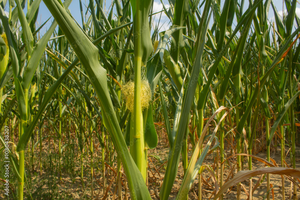 Obraz premium Corn field on the bright blue sky background. Farming and agriculture, growing fresh vegetables and fruits. Corn leaves and cobs growing in a green big field, corn planting in Italy 